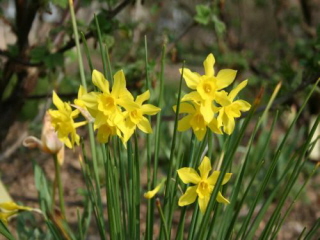 Narcissus x odorusCampernelle enkelbloemig bestellen